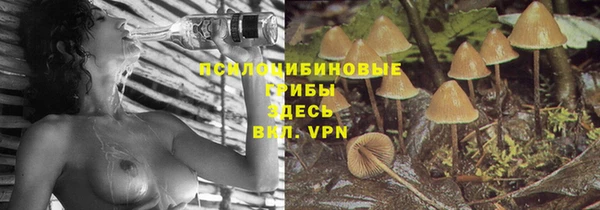 шишки Новодвинск