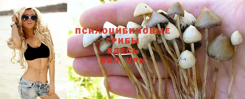 Галлюциногенные грибы Psilocybine cubensis  Североморск 